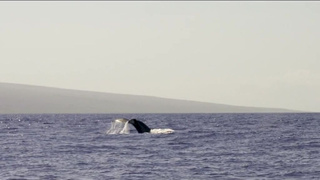 Страстное порно видео с азиаткой — смотреть онлайн